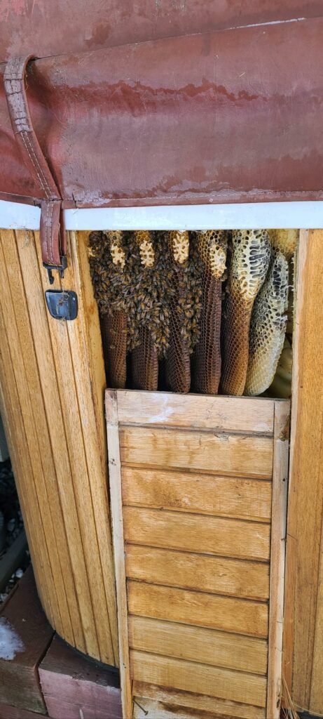 bee honey combs